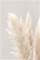 Picture of Creamy Petal Pampas I _GroupedProduct_Rectangle_Portrait_Photography _GroupedProduct_Rectangle_Portrait_Unframed_Print_Only_