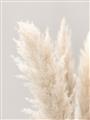 Picture of Creamy Petal Pampas I _GroupedProduct_Rectangle_Portrait_Photography _GroupedProduct_Rectangle_Portrait_Unframed_Print_Only_