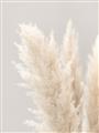 Picture of Creamy Petal Pampas I _GroupedProduct_Rectangle_Portrait_Photography _GroupedProduct_Rectangle_Portrait_Unframed_Print_Only_