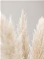 Picture of Creamy Petal Pampas II _GroupedProduct_Rectangle_Portrait_Photography _GroupedProduct_Rectangle_Portrait_Unframed_Print_Only_