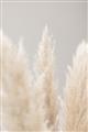 Picture of Creamy Petal Pampas II _GroupedProduct_Rectangle_Portrait_Photography _GroupedProduct_Rectangle_Portrait_Unframed_Print_Only_
