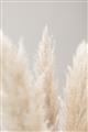 Picture of Creamy Petal Pampas II _GroupedProduct_Rectangle_Portrait_Photography _GroupedProduct_Rectangle_Portrait_Unframed_Print_Only_