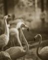 Picture of Flamingo _GroupedProduct_Rectangle_Portrait_Photography _GroupedProduct_Rectangle_Portrait_Unframed_Print_Only_