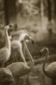 Picture of Flamingo _GroupedProduct_Rectangle_Portrait_Photography _GroupedProduct_Rectangle_Portrait_Unframed_Print_Only_