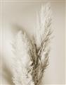 Picture of Enchanted Pampas Grass _GroupedProduct_Rectangle_Portrait_Photography _GroupedProduct_Rectangle_Portrait_Unframed_Print_Only_