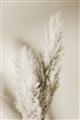 Picture of Enchanted Pampas Grass _GroupedProduct_Rectangle_Portrait_Photography _GroupedProduct_Rectangle_Portrait_Unframed_Print_Only_