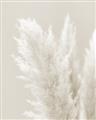 Picture of Creamy Petal Pampas I _GroupedProduct_Rectangle_Portrait_Photography _GroupedProduct_Rectangle_Portrait_Unframed_Print_Only_