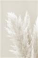 Picture of Creamy Petal Pampas I _GroupedProduct_Rectangle_Portrait_Photography _GroupedProduct_Rectangle_Portrait_Unframed_Print_Only_