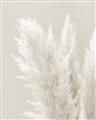 Picture of Creamy Petal Pampas I _GroupedProduct_Rectangle_Portrait_Photography _GroupedProduct_Rectangle_Portrait_Unframed_Print_Only_