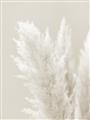 Picture of Creamy Petal Pampas I _GroupedProduct_Rectangle_Portrait_Photography _GroupedProduct_Rectangle_Portrait_Unframed_Print_Only_