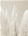 Picture of Creamy Petal Pampas II _GroupedProduct_Rectangle_Portrait_Photography _GroupedProduct_Rectangle_Portrait_Unframed_Print_Only_