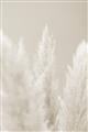 Picture of Creamy Petal Pampas II _GroupedProduct_Rectangle_Portrait_Photography _GroupedProduct_Rectangle_Portrait_Unframed_Print_Only_