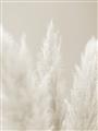 Picture of Creamy Petal Pampas II _GroupedProduct_Rectangle_Portrait_Photography _GroupedProduct_Rectangle_Portrait_Unframed_Print_Only_