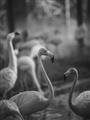 Picture of Flamingo _GroupedProduct_Rectangle_Portrait_Photography _GroupedProduct_Rectangle_Portrait_Unframed_Print_Only_