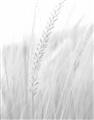 Picture of Rhapsody of Grass Blades _GroupedProduct_Rectangle_Portrait_Photography _GroupedProduct_Rectangle_Portrait_Unframed_Print_Only_