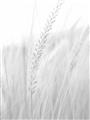 Picture of Rhapsody of Grass Blades _GroupedProduct_Rectangle_Portrait_Photography _GroupedProduct_Rectangle_Portrait_Unframed_Print_Only_
