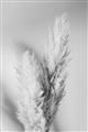 Picture of Enchanted Pampas Grass _GroupedProduct_Rectangle_Portrait_Photography _GroupedProduct_Rectangle_Portrait_Unframed_Print_Only_
