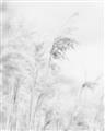 Picture of Neutral Bloom Reeds _GroupedProduct_Rectangle_Portrait_Photography _GroupedProduct_Rectangle_Portrait_Unframed_Print_Only_
