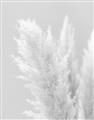 Picture of Creamy Petal Pampas I _GroupedProduct_Rectangle_Portrait_Photography _GroupedProduct_Rectangle_Portrait_Unframed_Print_Only_