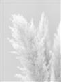 Picture of Creamy Petal Pampas I _GroupedProduct_Rectangle_Portrait_Photography _GroupedProduct_Rectangle_Portrait_Unframed_Print_Only_