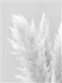 Picture of Creamy Petal Pampas I _GroupedProduct_Rectangle_Portrait_Photography _GroupedProduct_Rectangle_Portrait_Unframed_Print_Only_