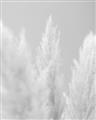 Picture of Creamy Petal Pampas II _GroupedProduct_Rectangle_Portrait_Photography _GroupedProduct_Rectangle_Portrait_Unframed_Print_Only_
