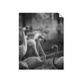 Picture of Flamingo _GroupedProduct_Rectangle_Portrait_Photography _GroupedProduct_Rectangle_Portrait_Unframed_Print_Only_