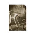 Picture of Flamingo _GroupedProduct_Rectangle_Portrait_Photography _GroupedProduct_Rectangle_Portrait_Unframed_Print_Only_