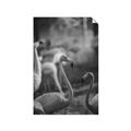 Picture of Flamingo _GroupedProduct_Rectangle_Portrait_Photography _GroupedProduct_Rectangle_Portrait_Unframed_Print_Only_