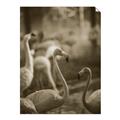 Picture of Flamingo _GroupedProduct_Rectangle_Portrait_Photography _GroupedProduct_Rectangle_Portrait_Unframed_Print_Only_