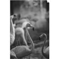 Picture of Flamingo _GroupedProduct_Rectangle_Portrait_Photography _GroupedProduct_Rectangle_Portrait_Unframed_Print_Only_