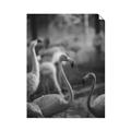 Picture of Flamingo _GroupedProduct_Rectangle_Portrait_Photography _GroupedProduct_Rectangle_Portrait_Unframed_Print_Only_