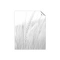 Picture of Rhapsody of Grass Blades _GroupedProduct_Rectangle_Portrait_Photography _GroupedProduct_Rectangle_Portrait_Unframed_Print_Only_