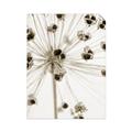 Picture of Ethereal Flower _GroupedProduct_Rectangle_Portrait_Photography _GroupedProduct_Rectangle_Portrait_Unframed_Print_Only_