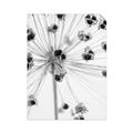 Picture of Ethereal Flower _GroupedProduct_Rectangle_Portrait_Photography _GroupedProduct_Rectangle_Portrait_Unframed_Print_Only_