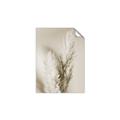 Picture of Enchanted Pampas Grass _GroupedProduct_Rectangle_Portrait_Photography _GroupedProduct_Rectangle_Portrait_Unframed_Print_Only_