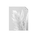 Picture of Creamy Petal Pampas I _GroupedProduct_Rectangle_Portrait_Photography _GroupedProduct_Rectangle_Portrait_Unframed_Print_Only_
