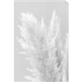Picture of Creamy Petal Pampas I _GroupedProduct_Rectangle_Portrait_Photography _GroupedProduct_Rectangle_Portrait_Unframed_Print_Only_