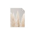 Picture of Creamy Petal Pampas II _GroupedProduct_Rectangle_Portrait_Photography _GroupedProduct_Rectangle_Portrait_Unframed_Print_Only_
