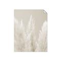 Picture of Creamy Petal Pampas II _GroupedProduct_Rectangle_Portrait_Photography _GroupedProduct_Rectangle_Portrait_Unframed_Print_Only_