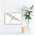 Picture of Serenade Flight _GroupedProduct_Rectangle_Landscape_Photography _GroupedProduct_Rectangle_Landscape_Canvas_Framed_