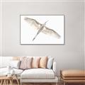 Picture of Serenade Flight _GroupedProduct_Rectangle_Landscape_Photography _GroupedProduct_Rectangle_Landscape_Canvas_Framed_