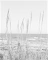 Picture of Beach Vass _GroupedProduct_Rectangle_Portrait_Photography _GroupedProduct_Rectangle_Portrait_Unframed_Print_Only_