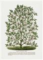 Picture of Hardy Magnolia Tree Lithograph _GroupedProduct_Rectangle_Portrait_Unframed_Print_Only_