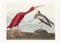Picture of Vintage Scarlet Ibis Bird _GroupedProduct_Rectangle_Landscape_Unframed_Print_Only_