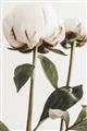 Picture of Romantic Blur Peony IV _GroupedProduct_Rectangle_Portrait_Photography _GroupedProduct_Rectangle_Portrait_Unframed_Print_Only_
