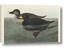Picture of Vintage Scoter Duck