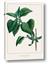 Picture of Nostalgic Green Lilac Leaves