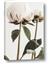 Picture of Romantic Blur Peony IV