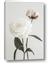 Picture of Romantic Blur Peony III